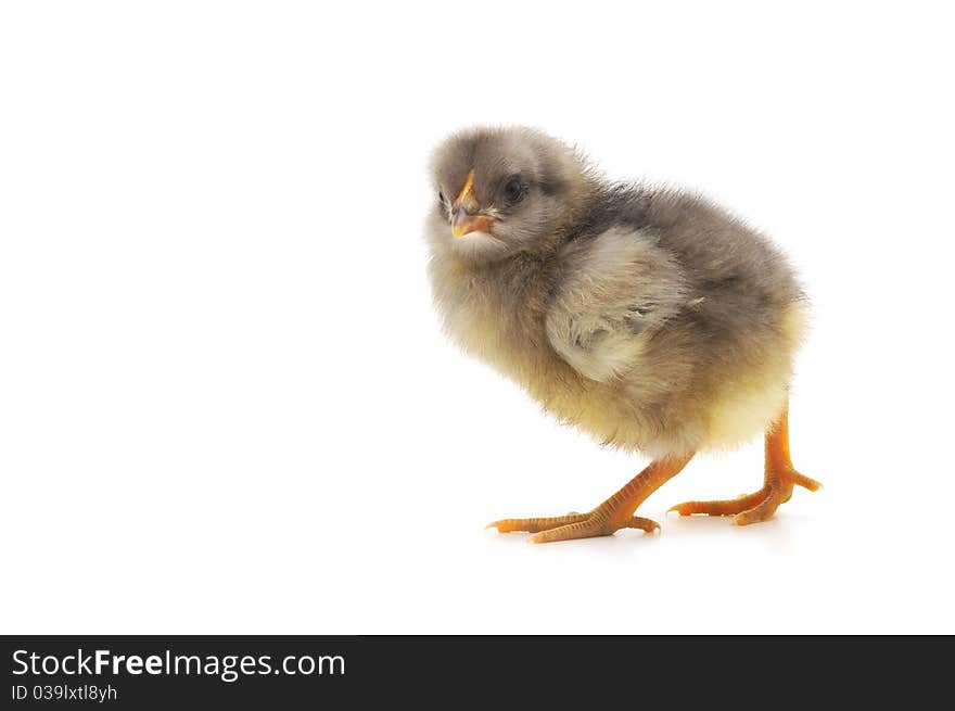 One small chicken on a white background