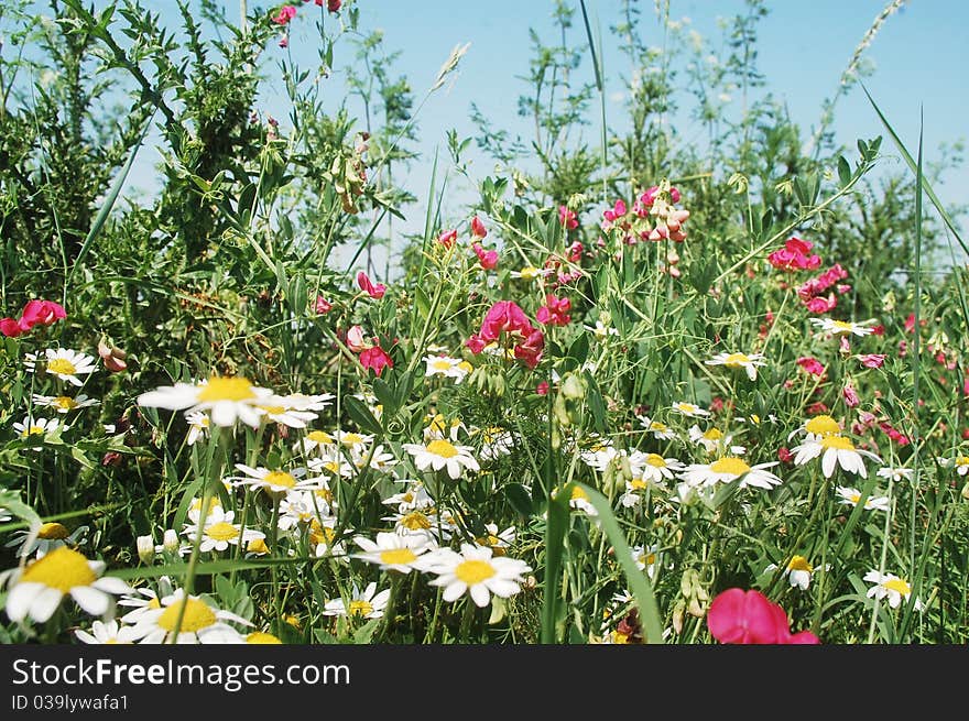 Chamomile and other wildflowers on a field in Romania. Chamomile and other wildflowers on a field in Romania