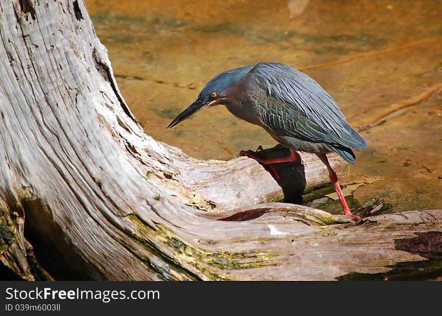 Green Heron