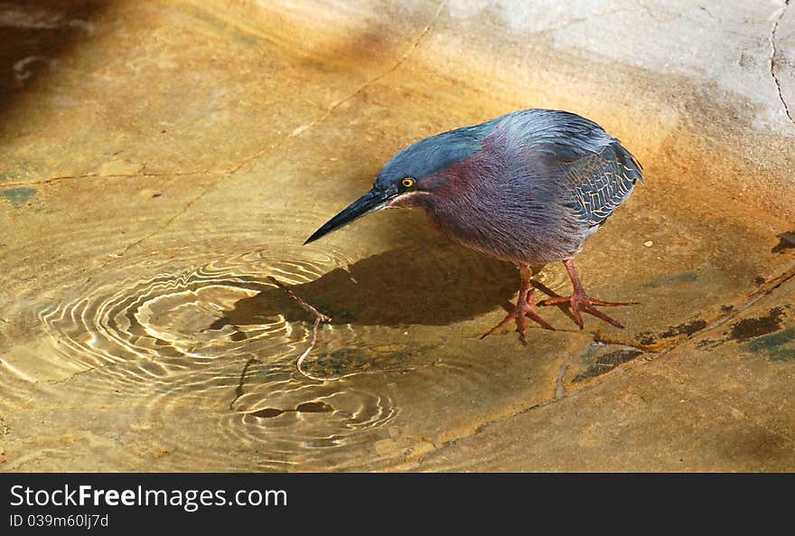 A comical Green Heron watching a movement in the water.