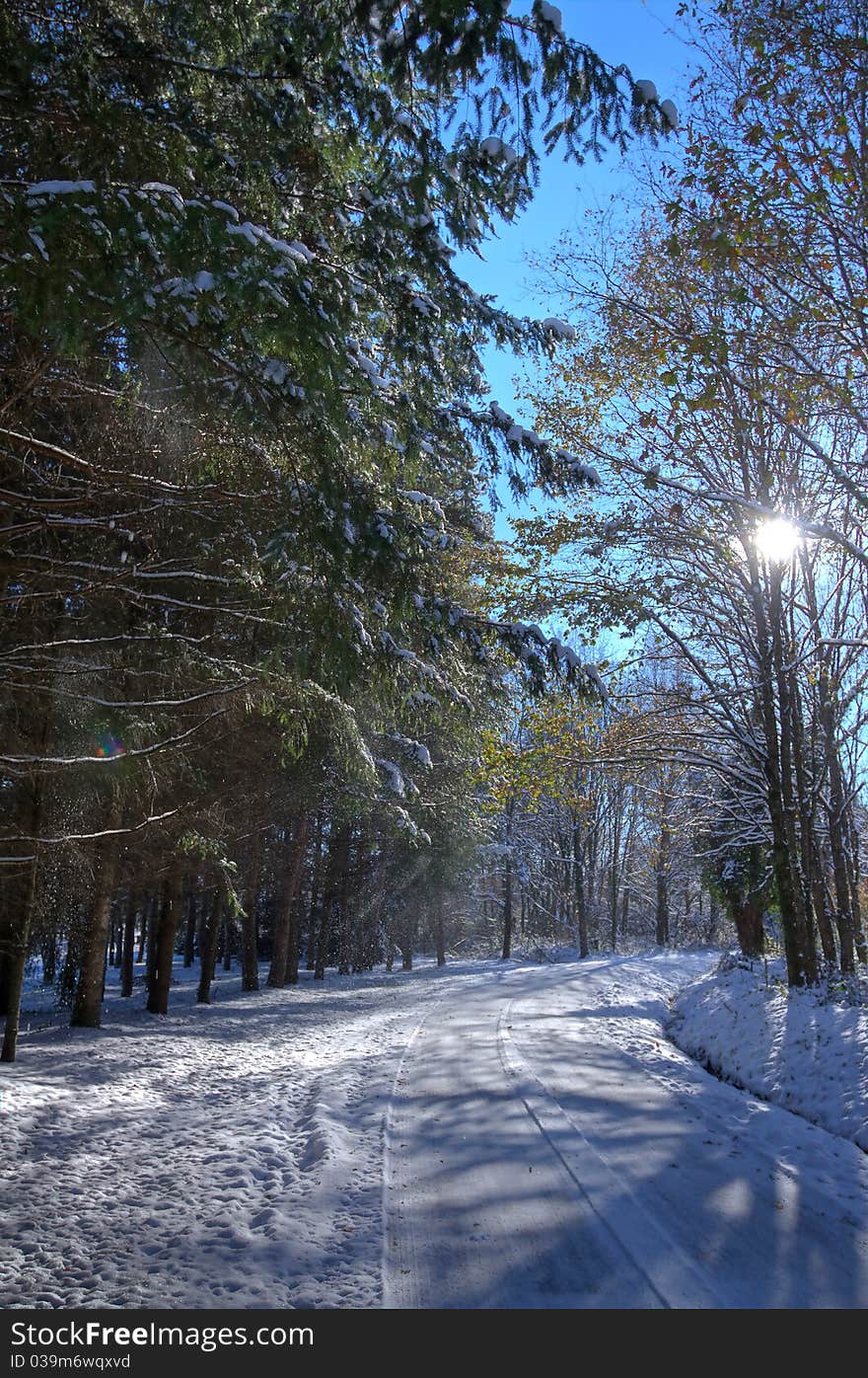 Forest under winter