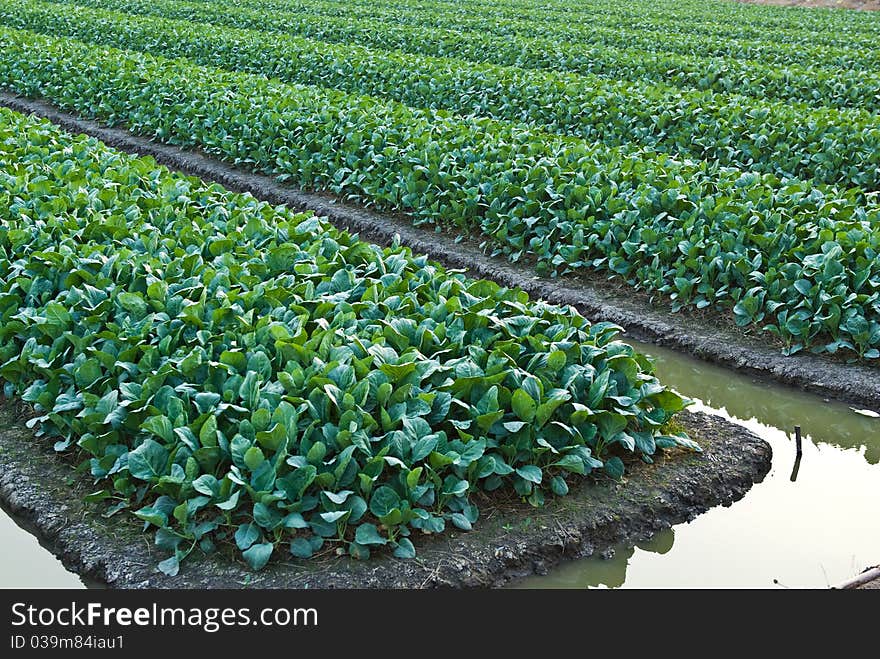 Chinese kale vegetable