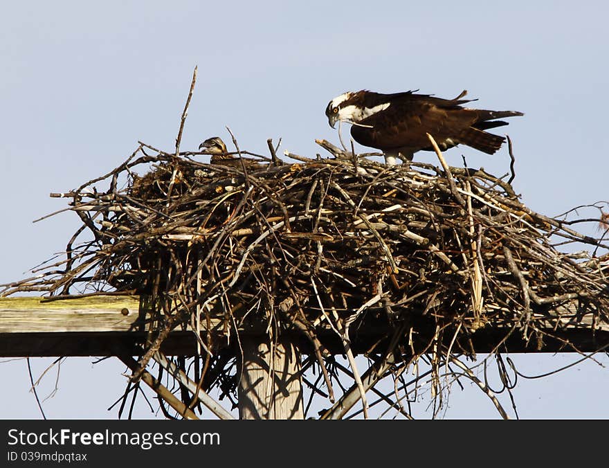 Osprey adult and offspring in Nest