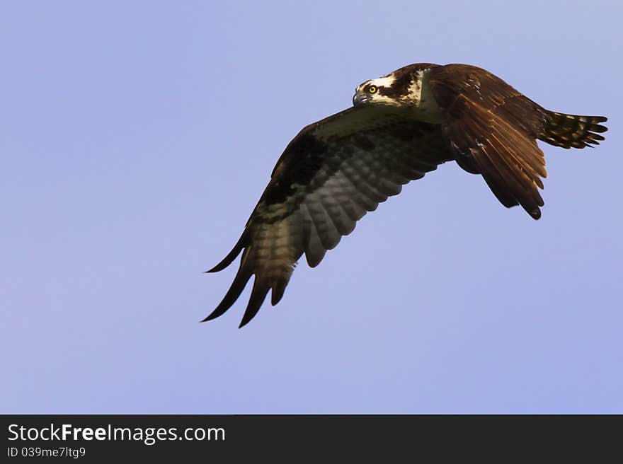 Osprey, a bird in the raptor family that specializes in hunting fish, stretches out it's wings as it scouts out a fresh fish meal. Osprey, a bird in the raptor family that specializes in hunting fish, stretches out it's wings as it scouts out a fresh fish meal.