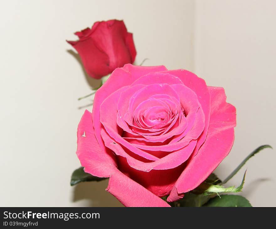 Bud and rastsveshaya red rose! Fragment composition of a bouquet of red roses photo was taken at home!. Bud and rastsveshaya red rose! Fragment composition of a bouquet of red roses photo was taken at home!