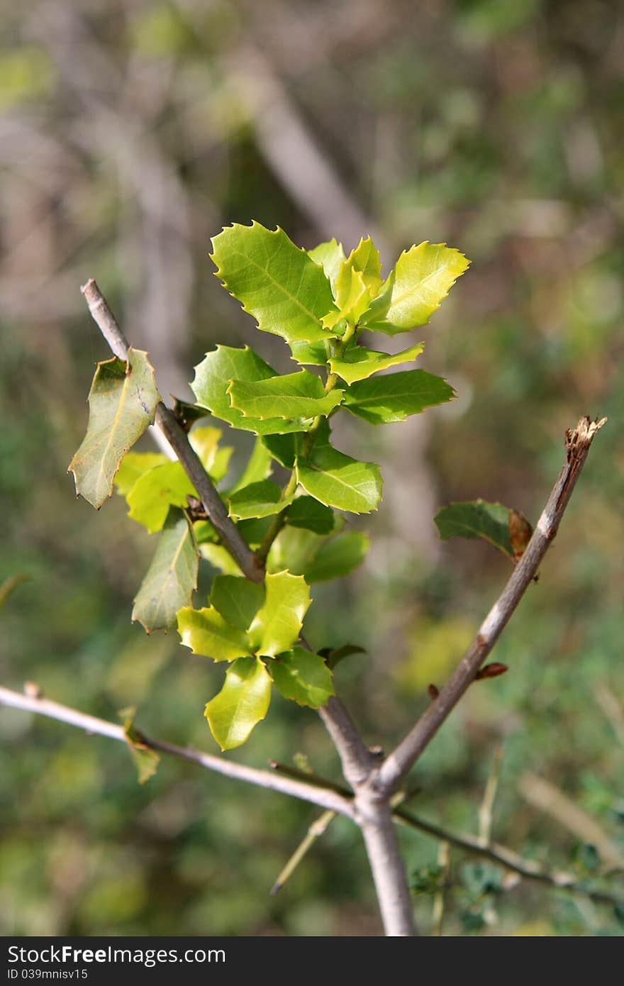 Green leaves