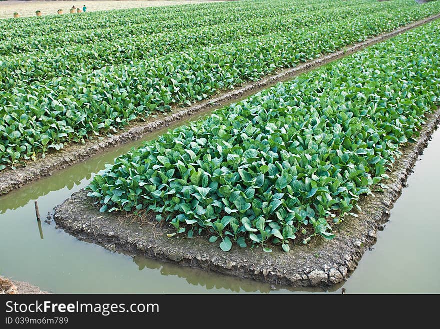 Chinese kale vegetable in garden