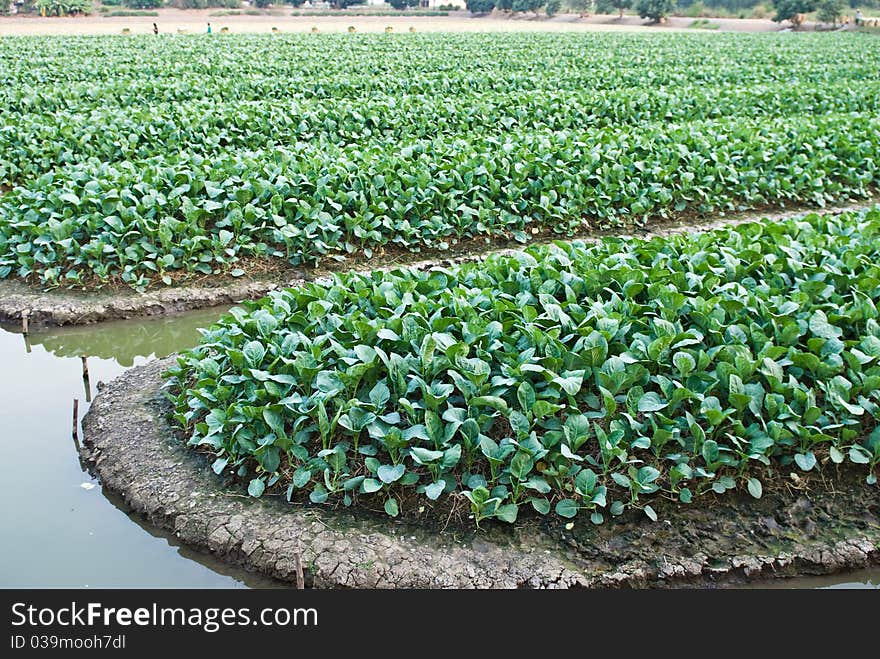 Chinese kale vegetable in garden