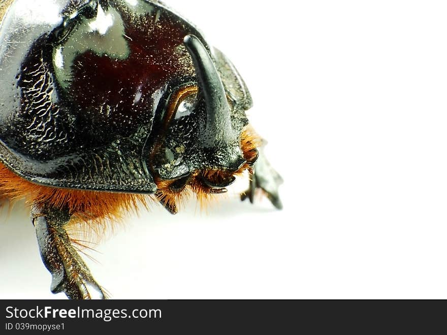 Rhinoceros beetle isolated on white