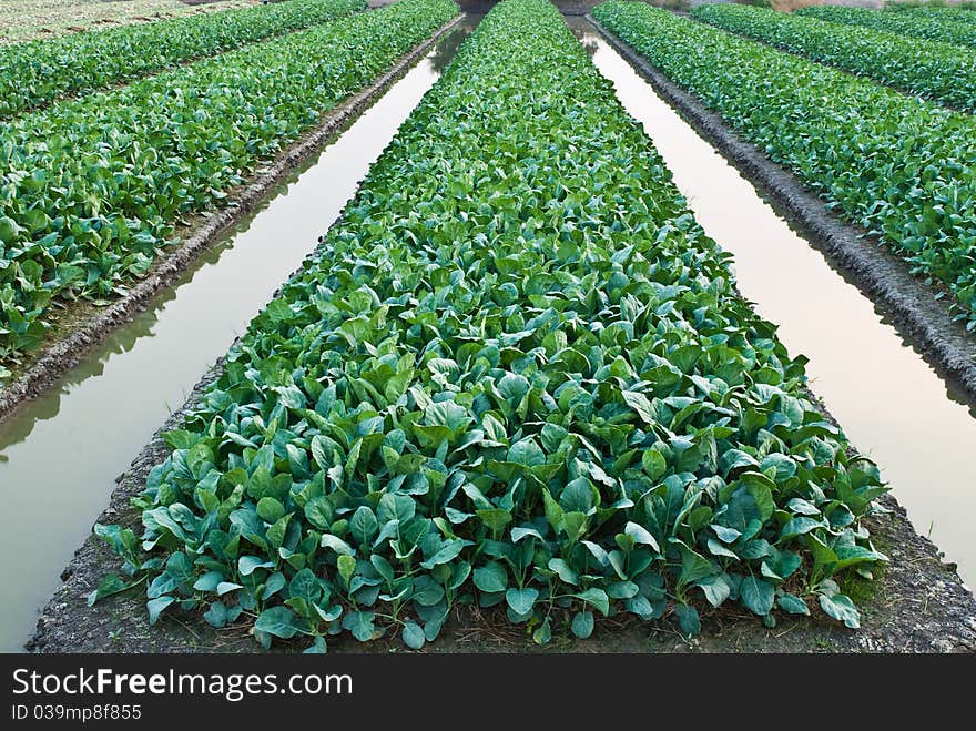 Chinese kale vegetable in garden