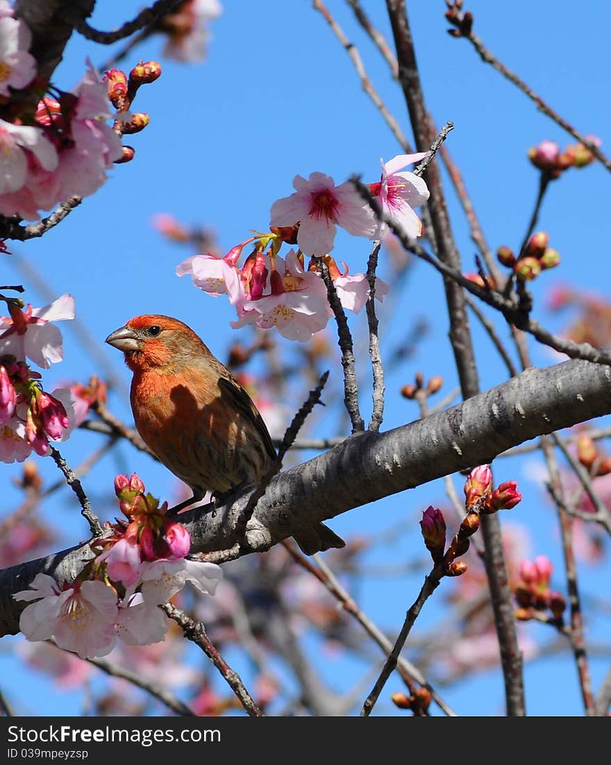 Perched bird in blooming tree in bright sun with blue sky background. Perched bird in blooming tree in bright sun with blue sky background