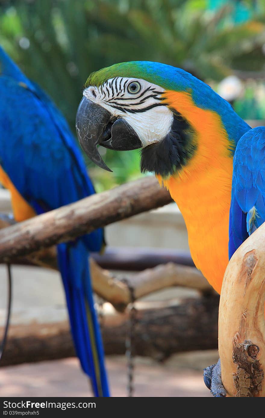 This is a close-up portrait photo of a macaw parrot perched in a tree. This is a close-up portrait photo of a macaw parrot perched in a tree.