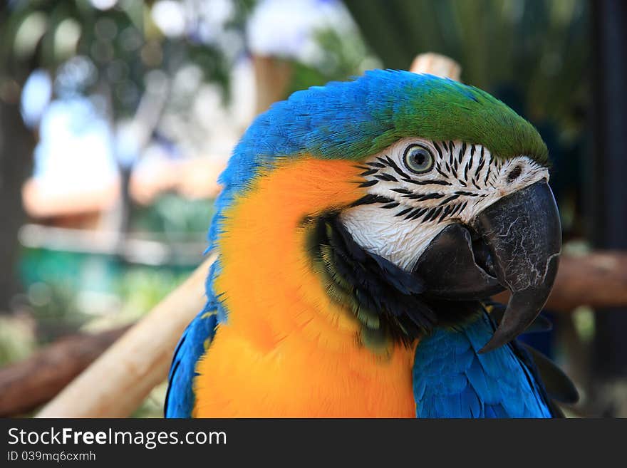 This is a close-up portrait photo of a macaw parrot perched in a tree. This is a close-up portrait photo of a macaw parrot perched in a tree.