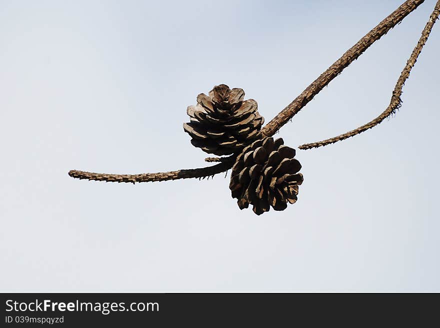 Pine Cones