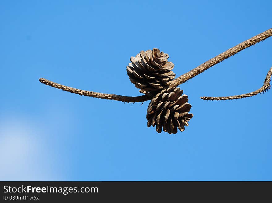 Pine Cones