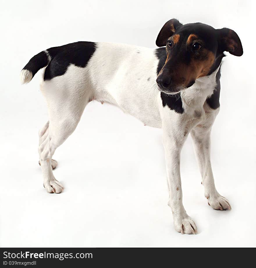 Three color fox terrier isolated white background. Three color fox terrier isolated white background