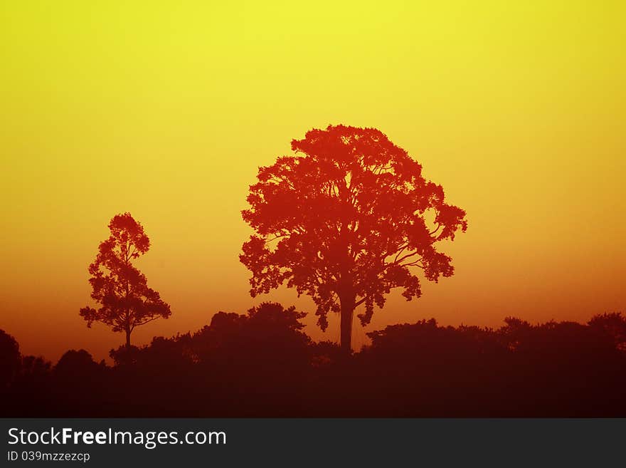 A big tree silhouette during sunset at Kengtung. A big tree silhouette during sunset at Kengtung