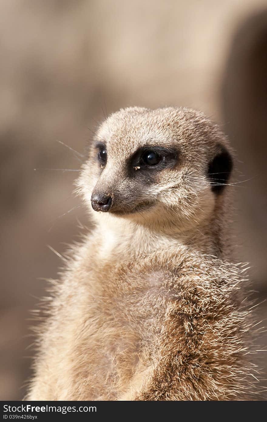 Suricate or Mongoose or Meerkat (Suricata suricatta)