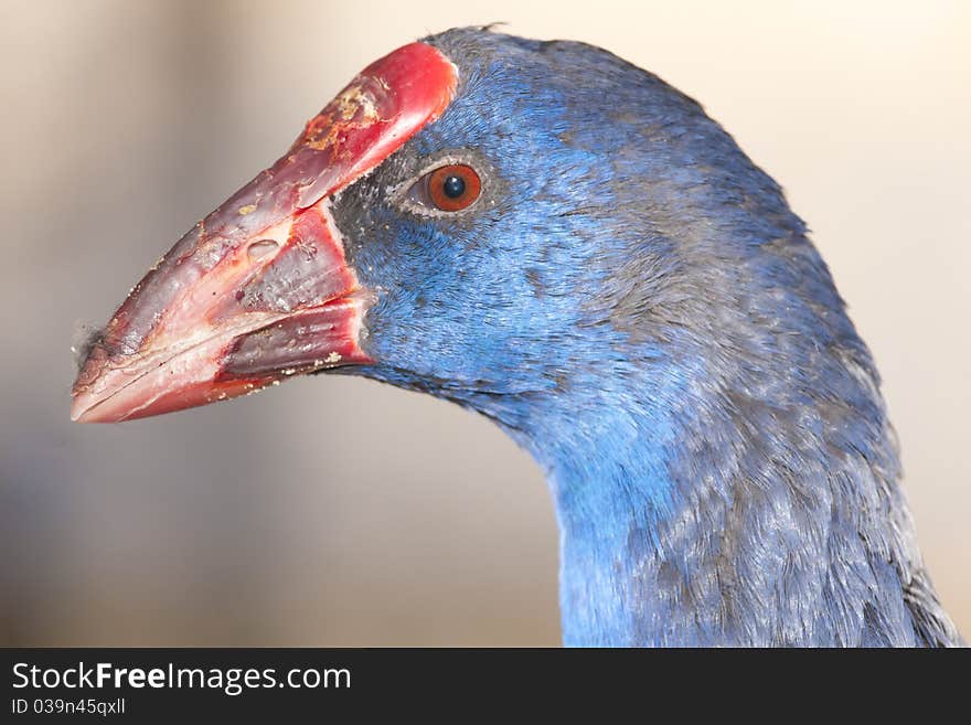 Purple Swamphen (Porphyrio porphyrio) Portrait. Purple Swamphen (Porphyrio porphyrio) Portrait