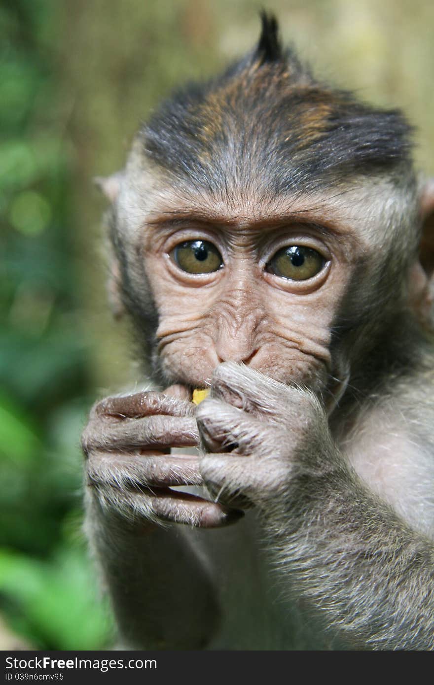 Image of a monkey in a tree. monkey in the jungle