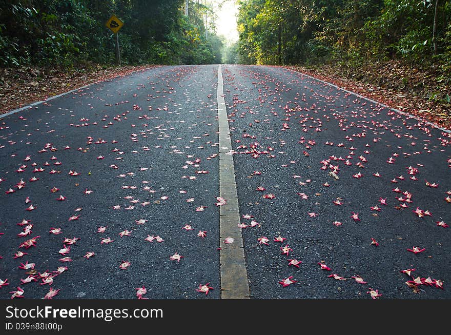 Road in the national park