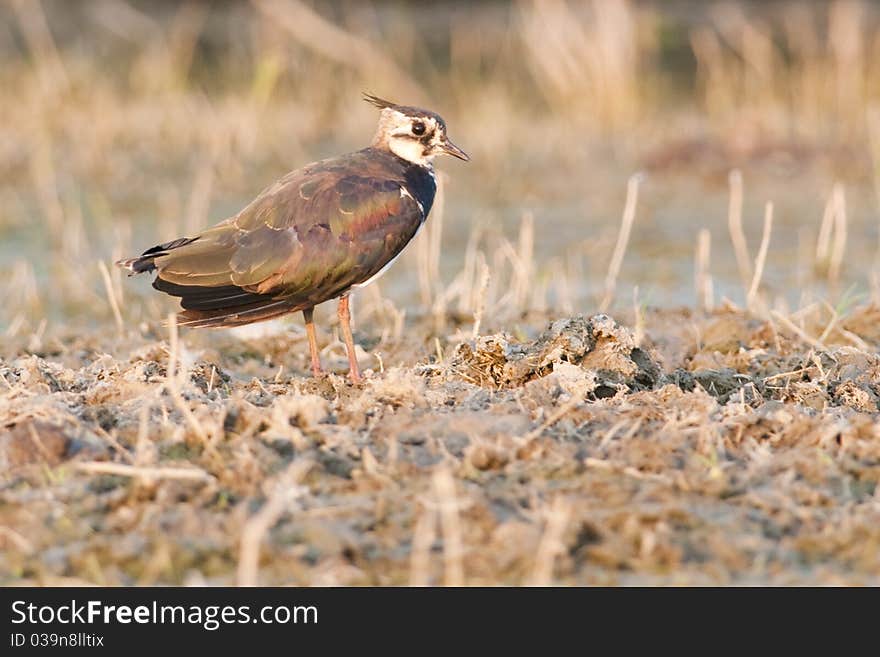 Northern Lapwing on dry vegetation