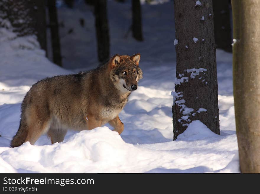 Wolf (Canis lupus)