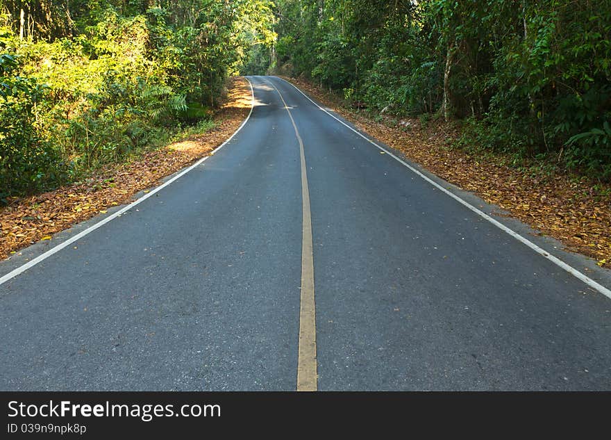 Road In The National Park