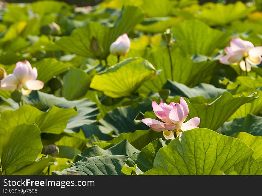 Purple Lotus flowering in summer