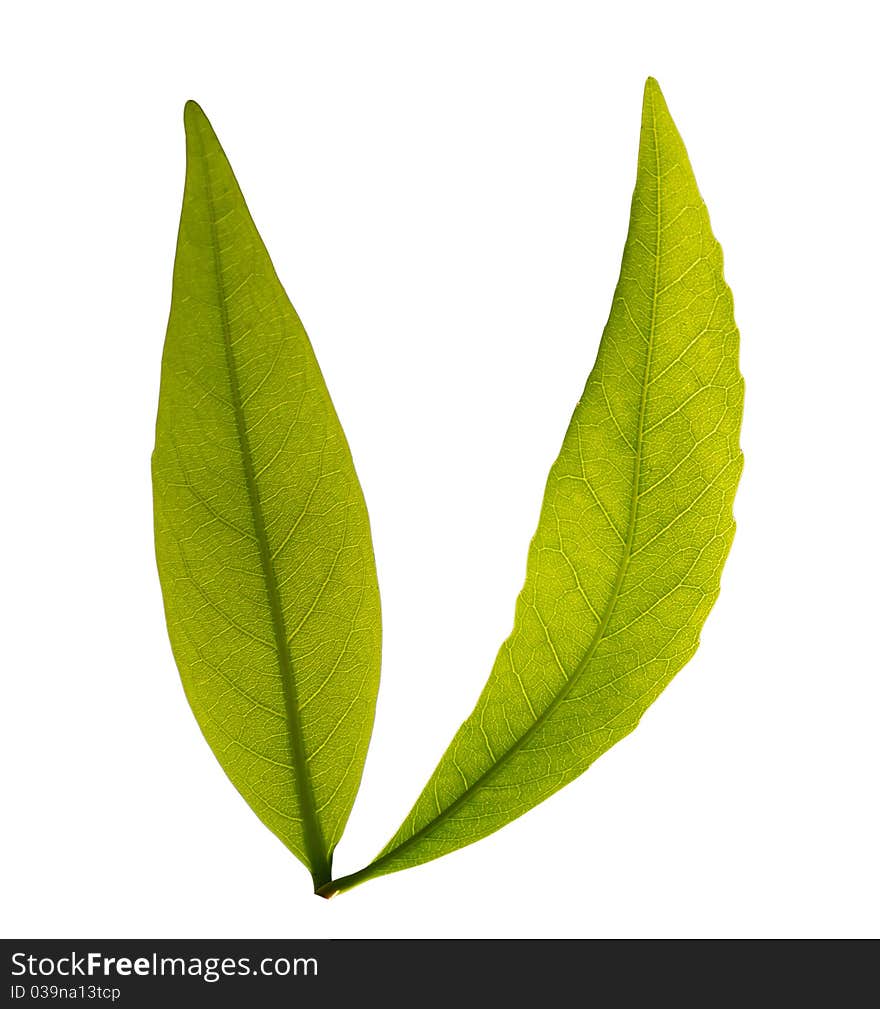 Leaves isolated over white background. Leaves isolated over white background