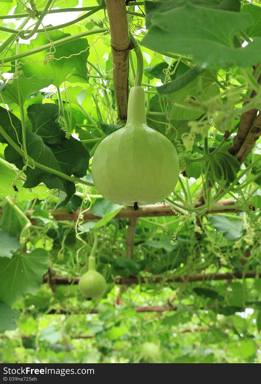 Green calabash use as vegetable for cook. Green calabash use as vegetable for cook