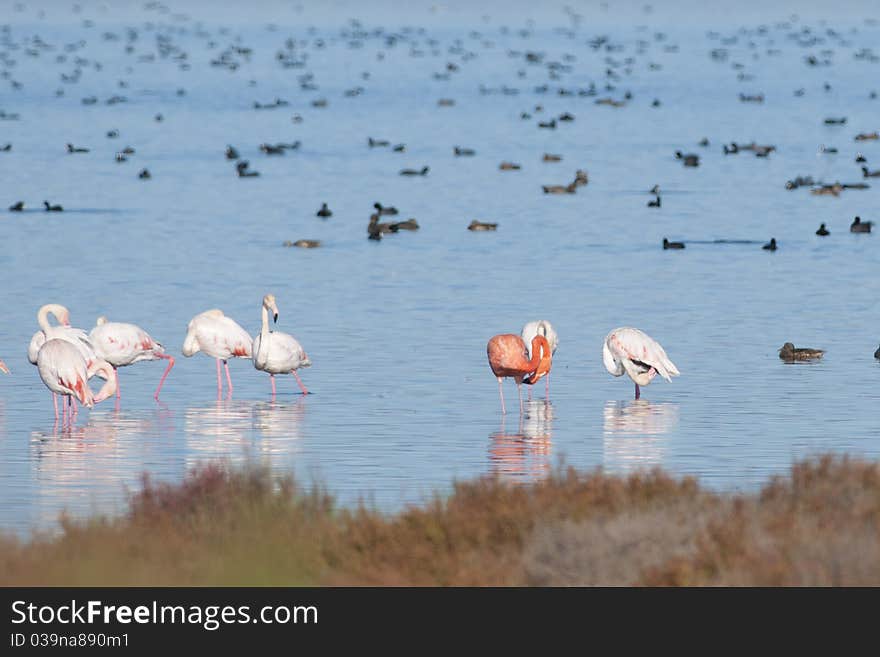 Flamingos in shallow water