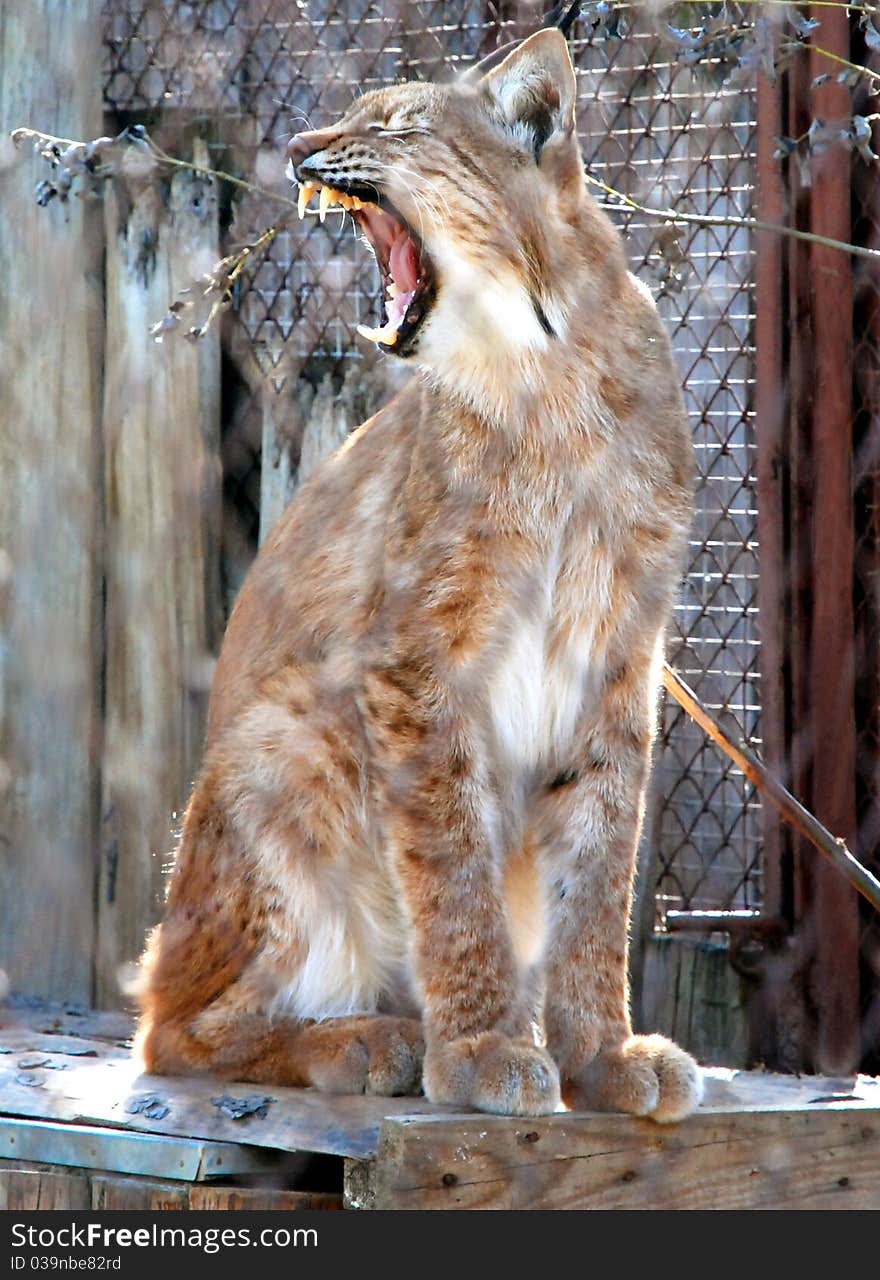 Lynx, a large wild cat squinting and yawning in the sun. Lynx, a large wild cat squinting and yawning in the sun.