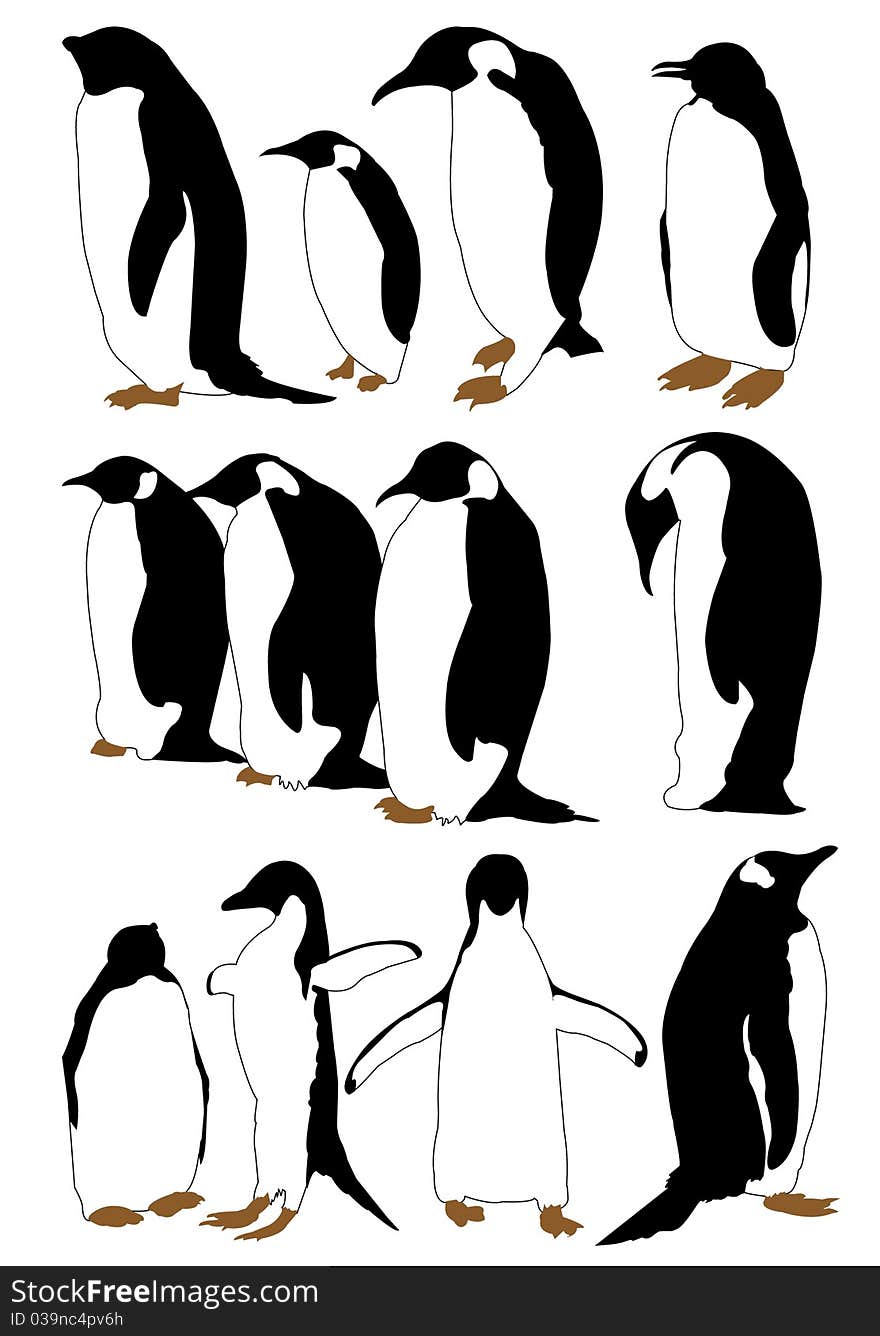 Vector silhouettes black and white penguin