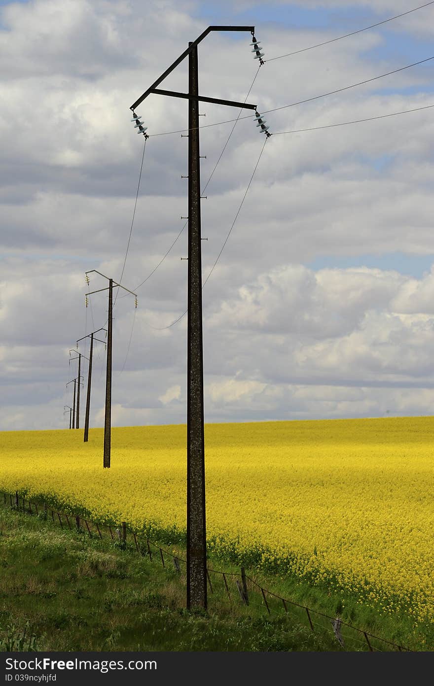 Canola Field I