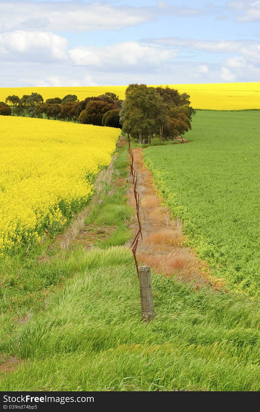 Canola Field III