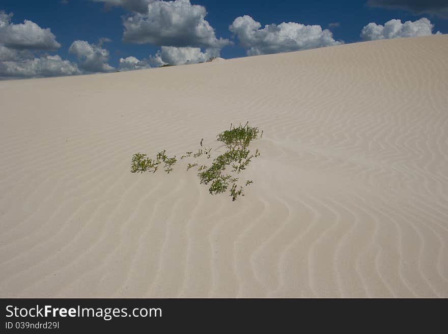 Image of Sand Dune with textured ripples and small bush, clouds and blue sky as sharp contrast. Image of Sand Dune with textured ripples and small bush, clouds and blue sky as sharp contrast