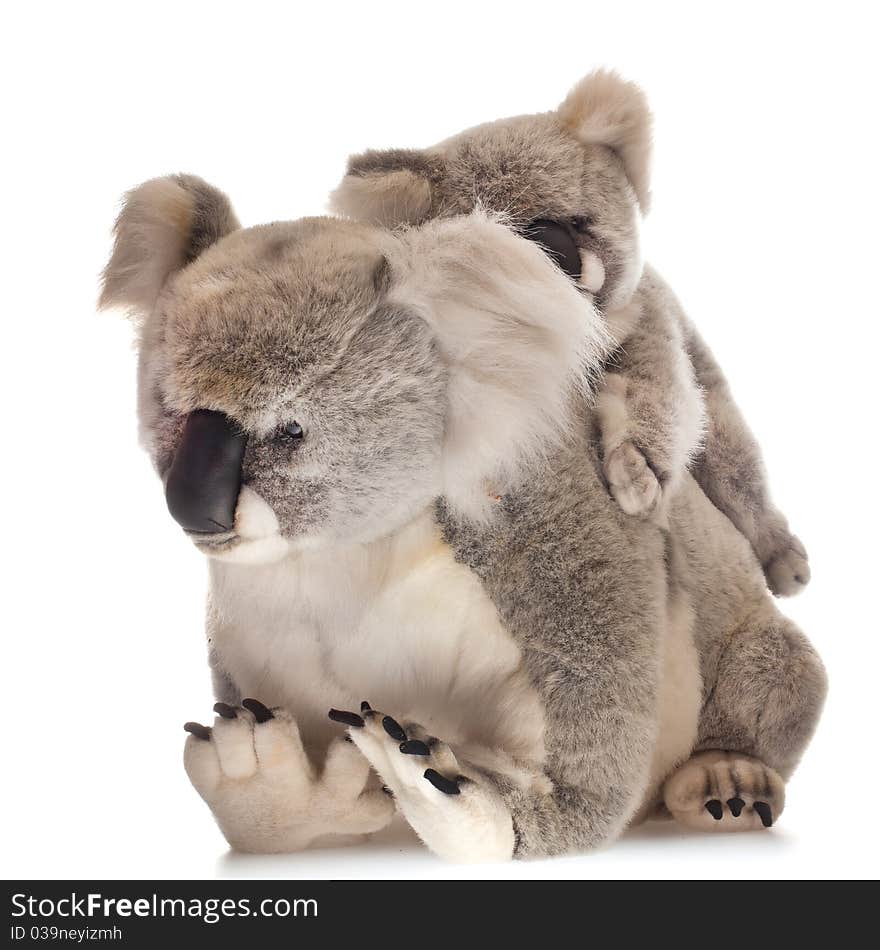 Mother and young koalabear on white background