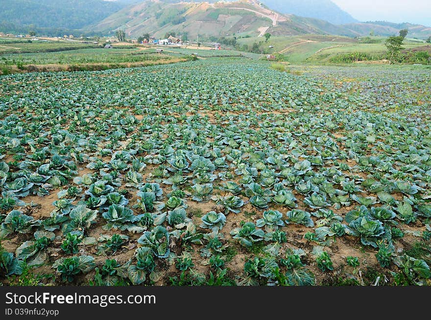 Mountain landscape and farm