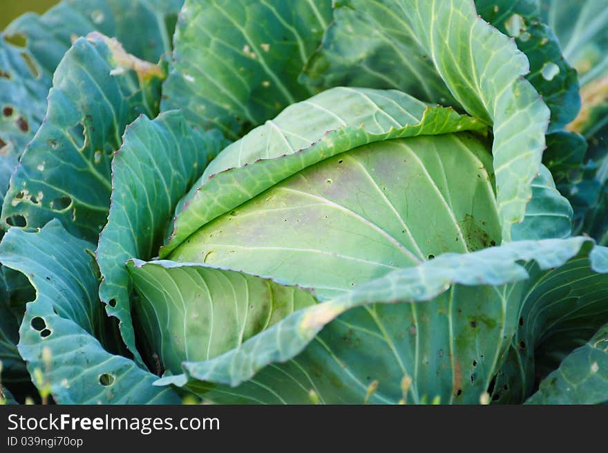 Cabbage in a field, used to background