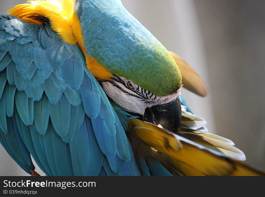 Blue Macaw