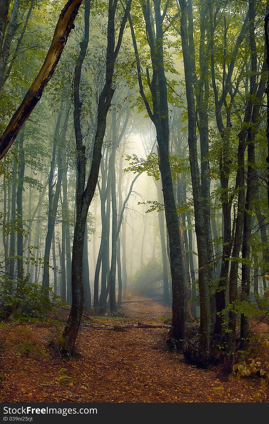 Misty forest