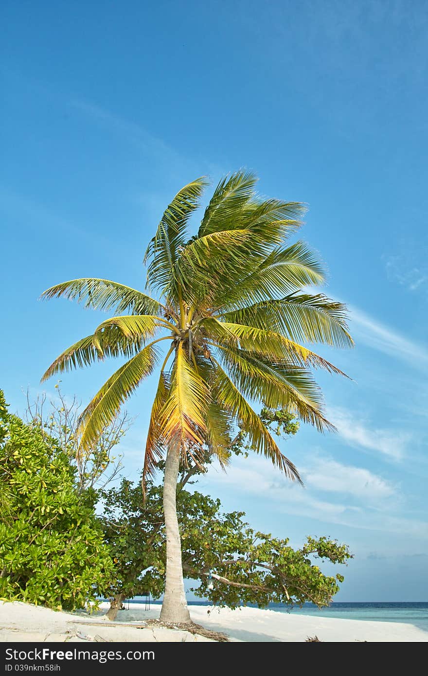 Palm Tree And Ocean And Blue Sky