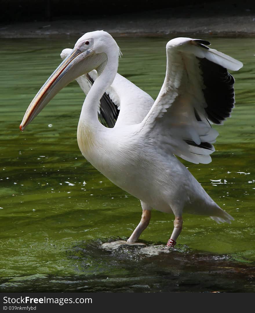 White pelican