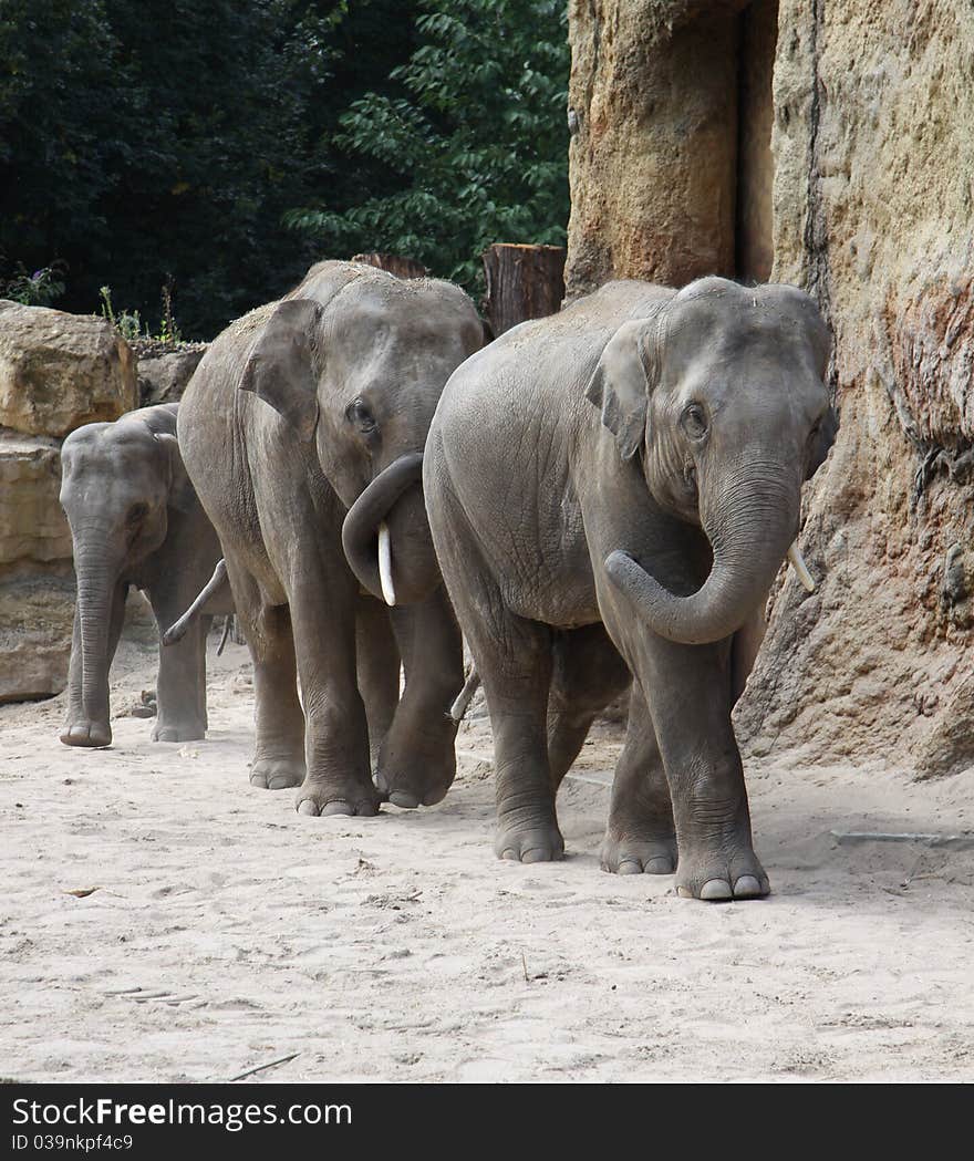 Family of elephants in a zoofolder