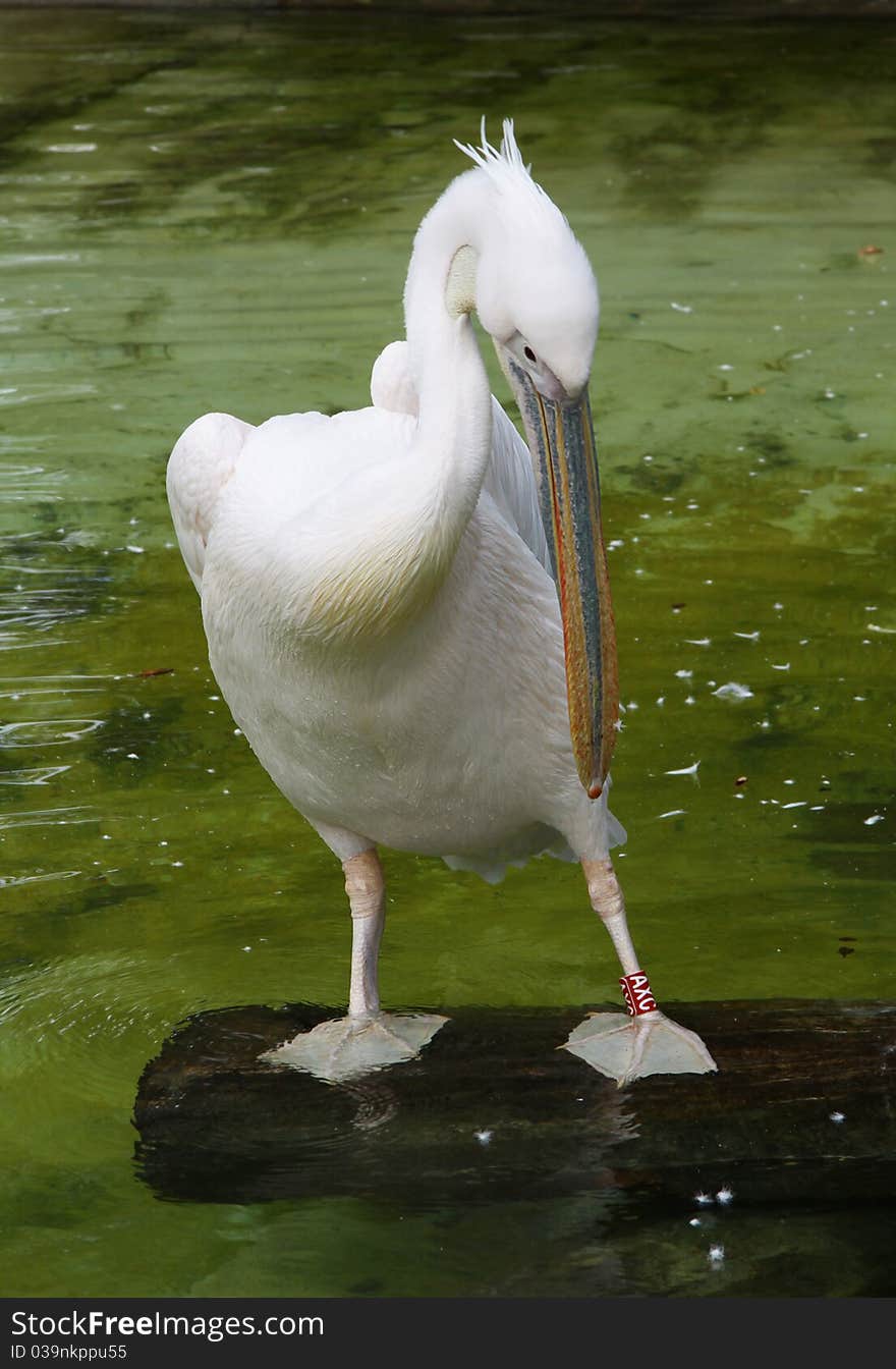 White pelican against water, birds