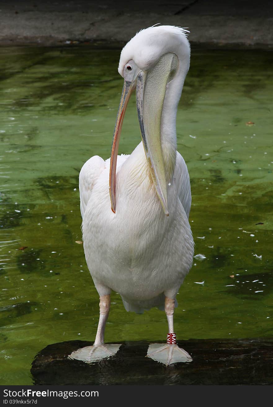 White Pelican