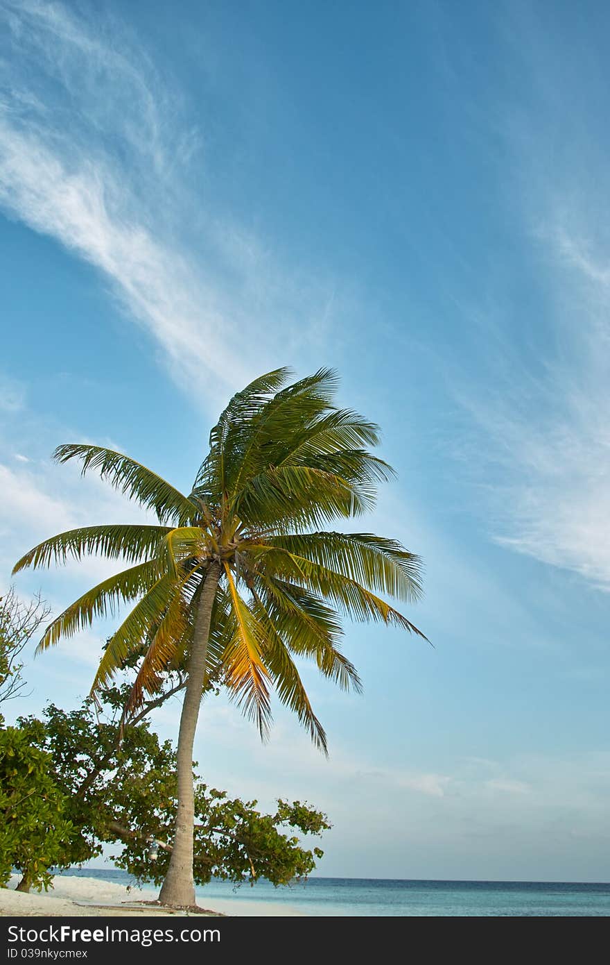 Palm tree, white sand beach, ocean and blue sky