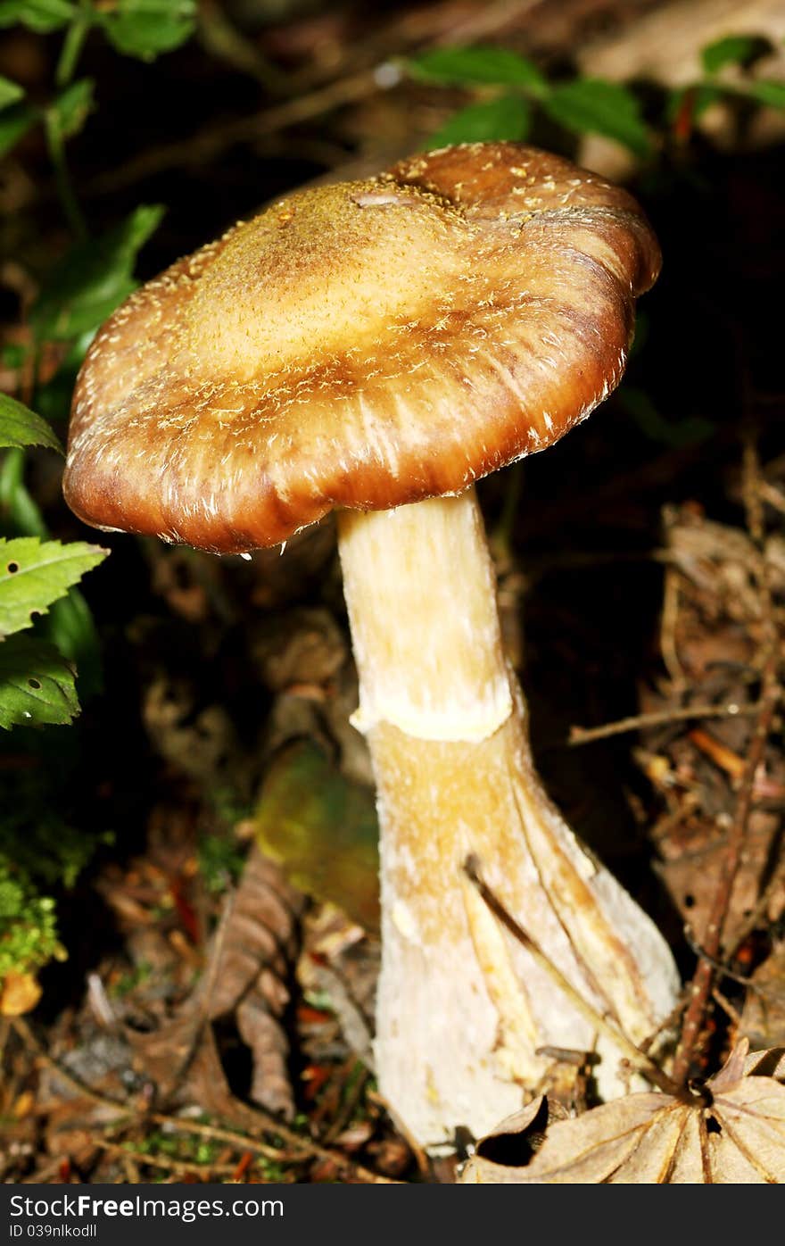 Agaric honey fungus in natural environment. Agaric honey fungus in natural environment