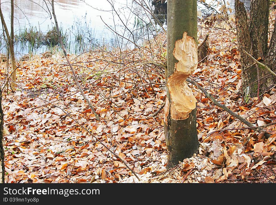 A tree bitten by beavers. A tree bitten by beavers